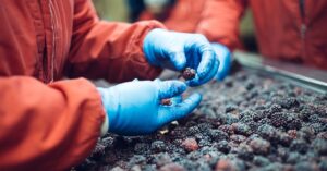 Farm worker sorting black berrys wearing blue nitrile gloves