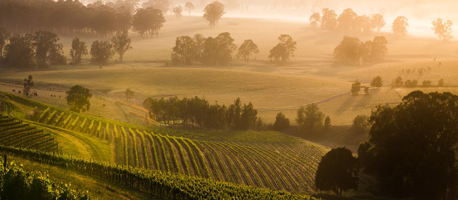 Hunter Valley under one hour drive from our Headquarters